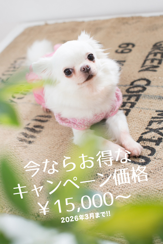 doglove_02_003_20251015155023150.jpg