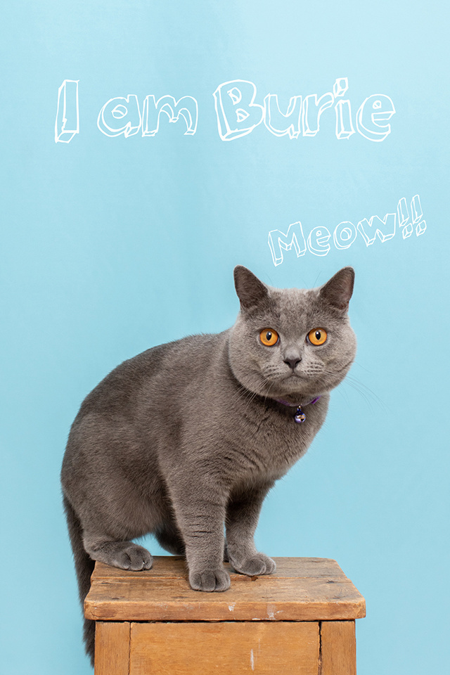 ブリティッシュショートヘアー